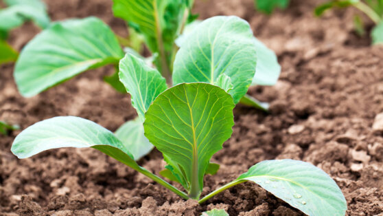    Как правильно сажать белокочанную капусту в открытый грунт Иван Обухов