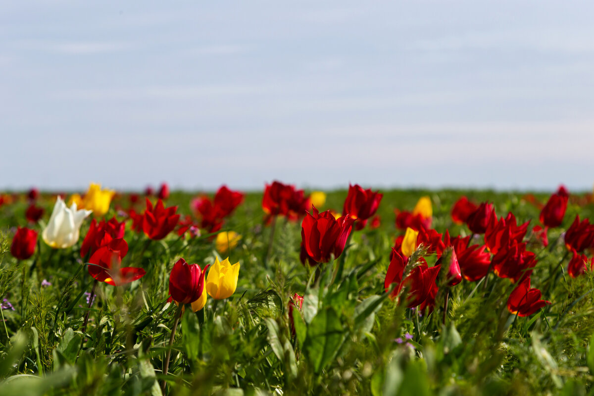 Фото: Olga.Sh / shutterstock