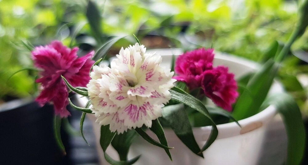    Практически все виды гвоздик хорошо стоят в срезке