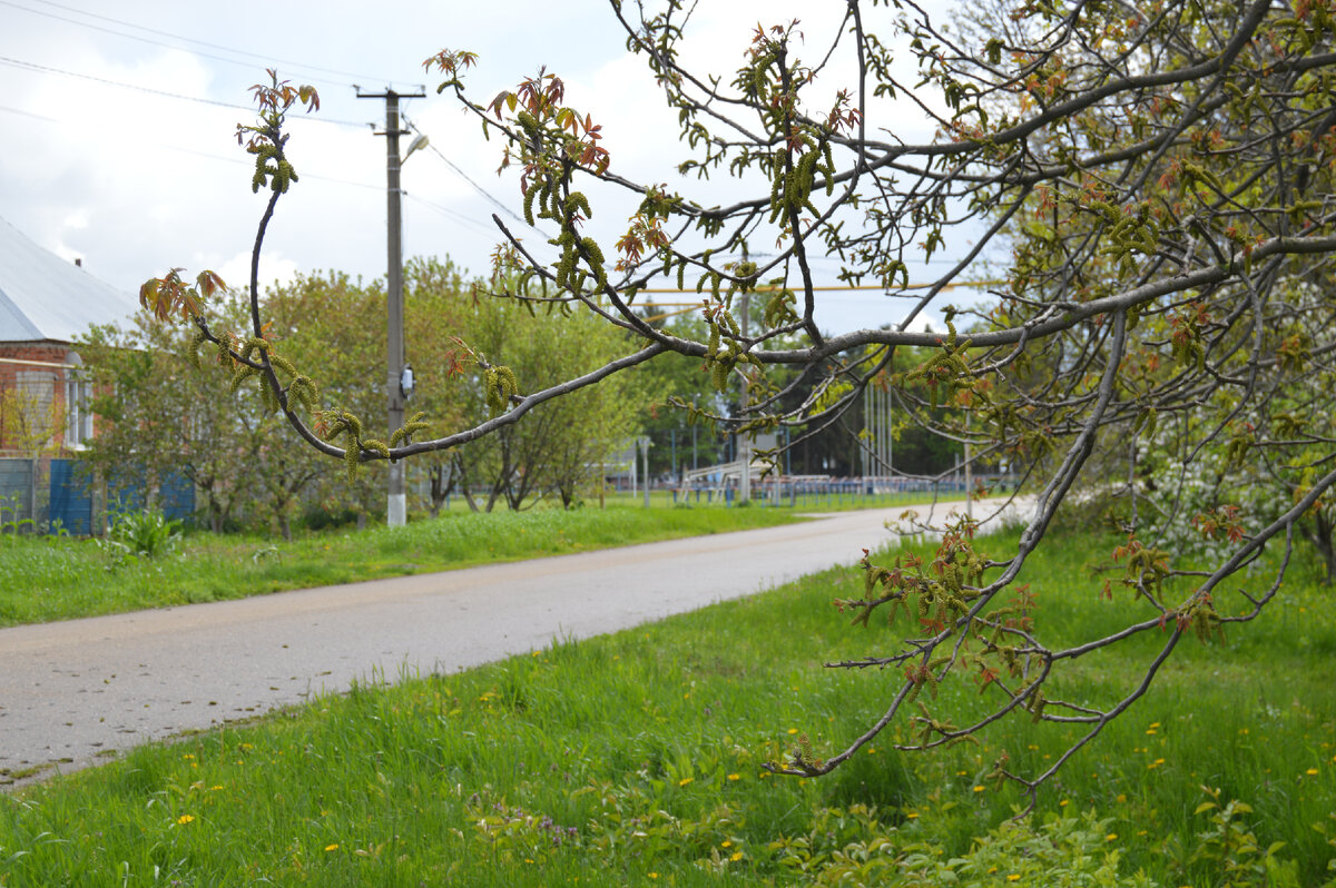 Фото автора. 22.04.2023. Цветёт грецкий орех.