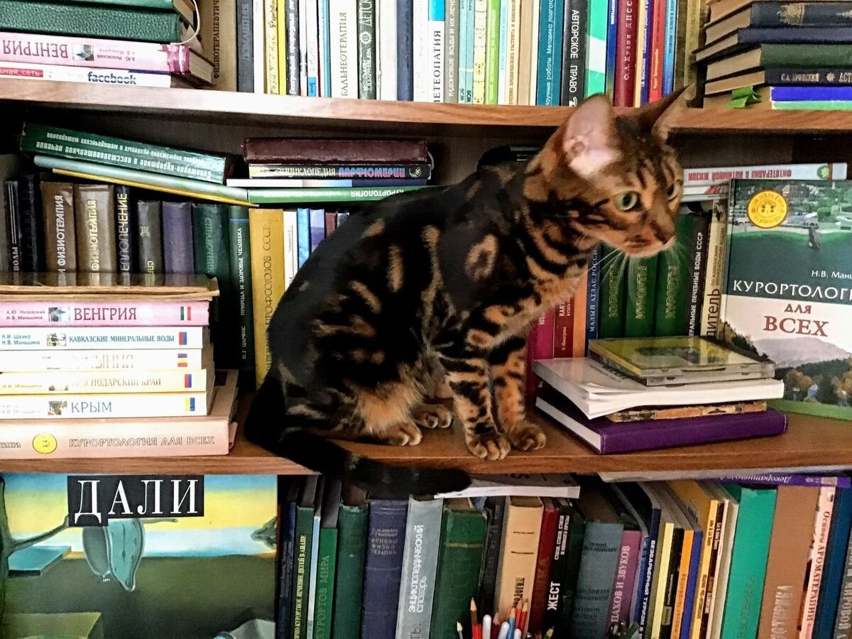 Мадемуазель Шанель — мой личный «мур-мур-терапевт». Фото автора