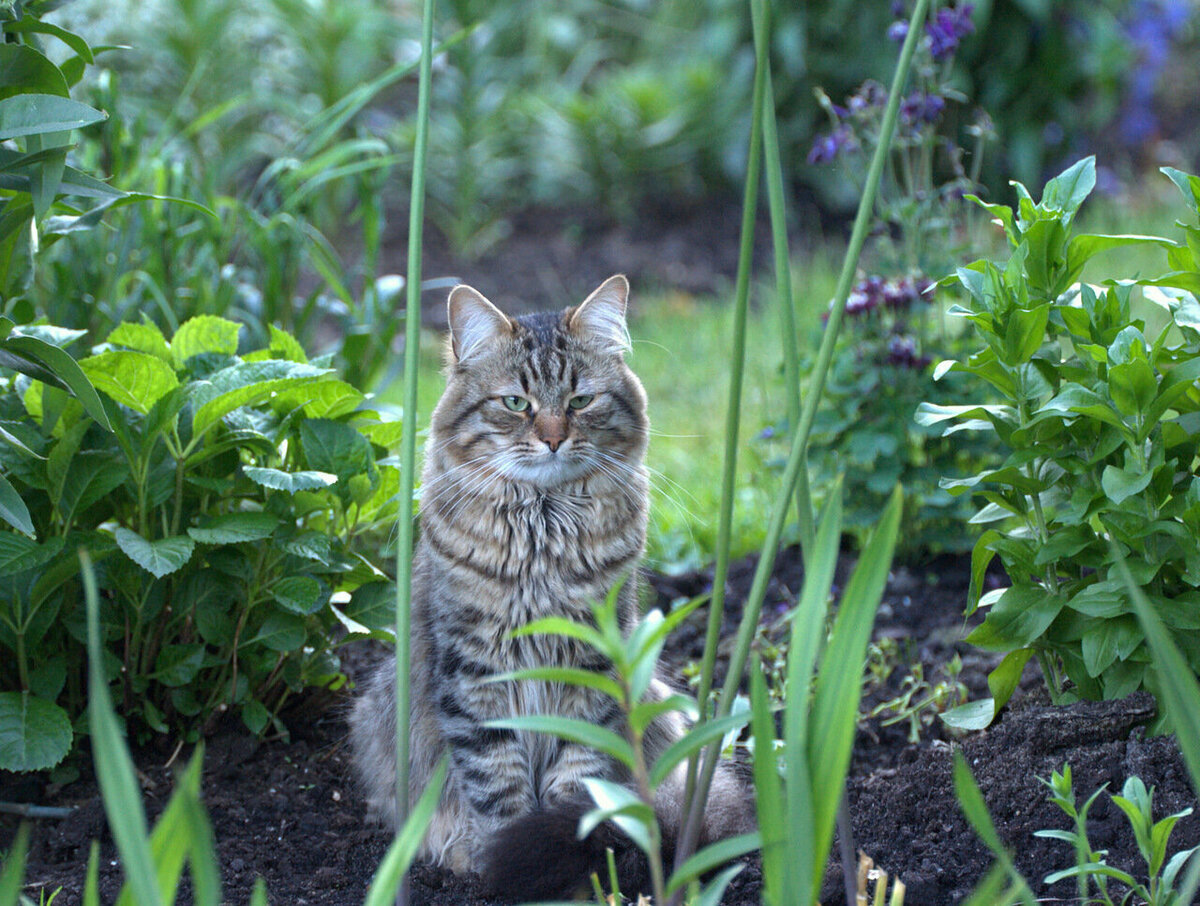 Кошка дачи купить. Кот в огороде. Котик на даче. Кошка на грядке. Коты в огороде на даче.