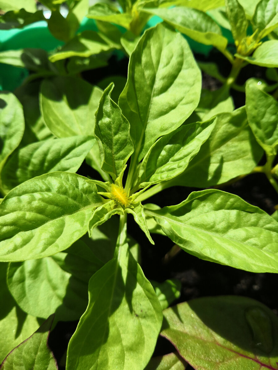 Как будто гусеничка уснула) 