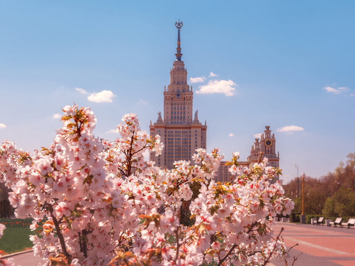 цветение сакуры в москве