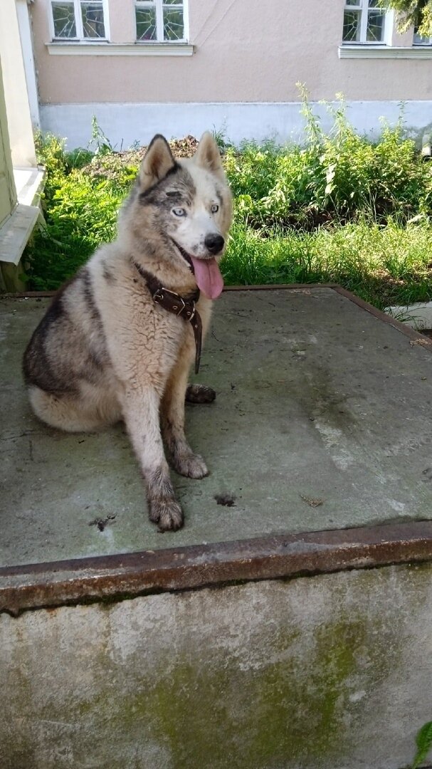 Лейла. Июнь-июль 2022г. Фото взято из группы ВК.