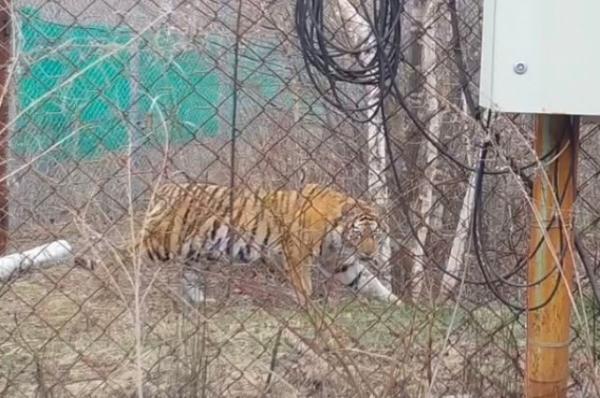    Тигрицу, ранее отловленную в Хабкрае, планируют отпустить в дикую природу