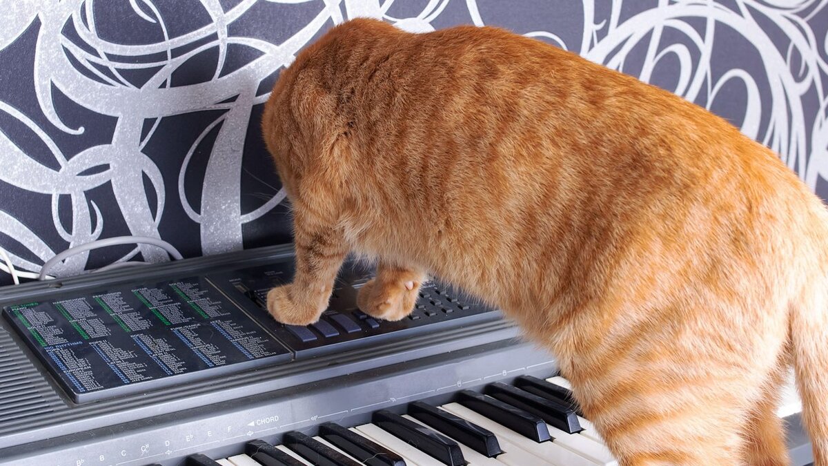Какая музыка нравится кошкам? Ни за что не догадаетесь! | Питомцы Mail.ru |  Дзен