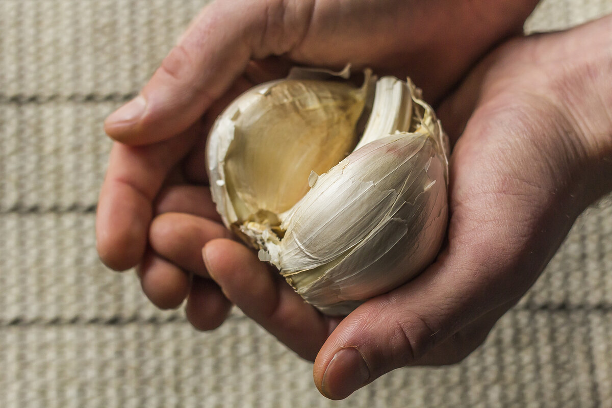    Что такое рокамболь?