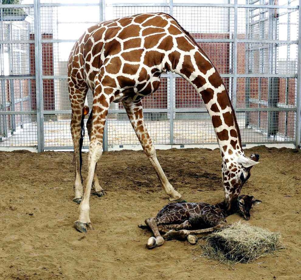 Как рожают жирафы. Жираф жирафиха Жирафенок. Жираф Мариус Копенгагенский зоопарк. Новорожденный Жираф. Звери в зоопарке.