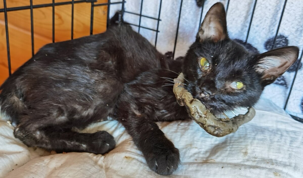 Уголёк было...