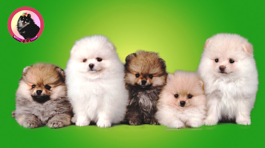 Типы шпицев 🐾 Шпиц Боня