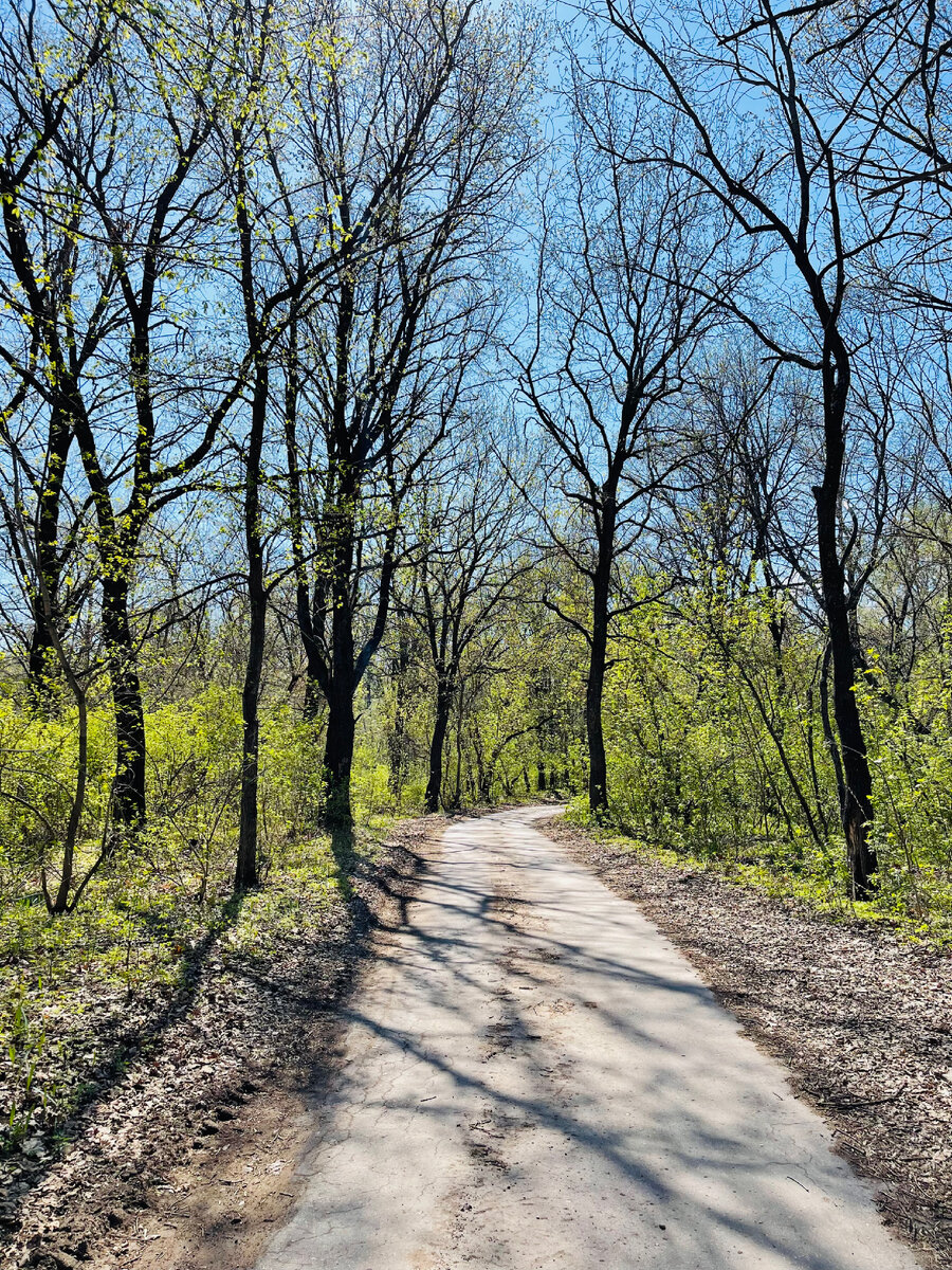 Дорога в лес