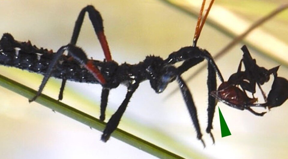   Fernando G. Soley and Marie E. Herberstein / Biology Letters, 2023