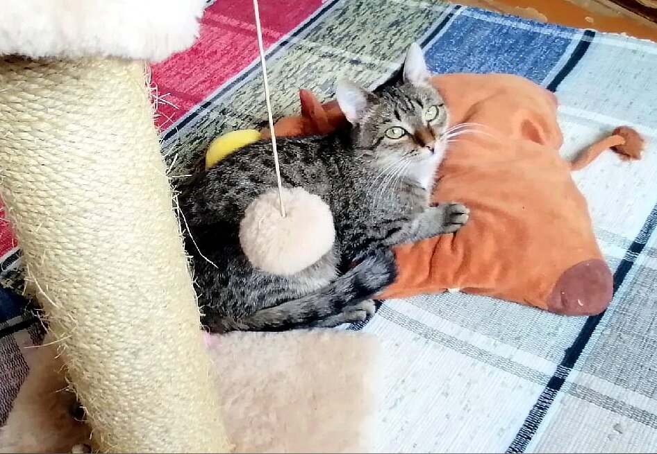 Нежный котик сделает вашу жизнь уютнее