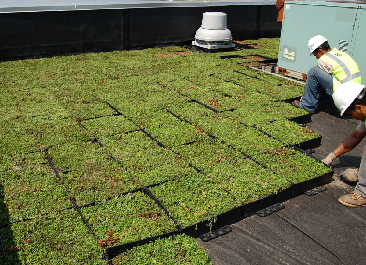 Сделать зеленую крышу. Эксплуатируемая плоская кровля Green Roof. Грин-Руф плоские кровли. Экстенсивная зеленая кровля плоская. Газон на кровле.