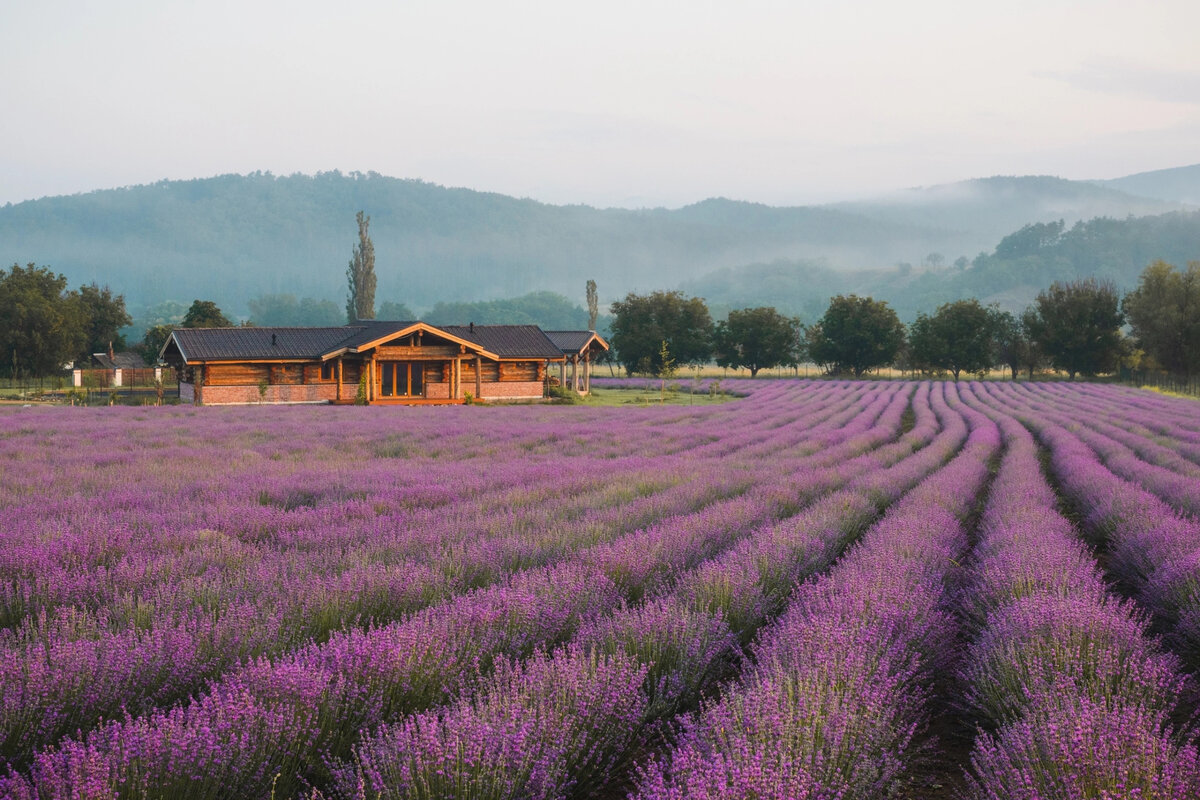 Ферма Viva Lavanda // Фото предоставлено фермой Viva Lavanda