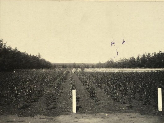    Однолетние саженцы в плодовой школе (Госкаталог)