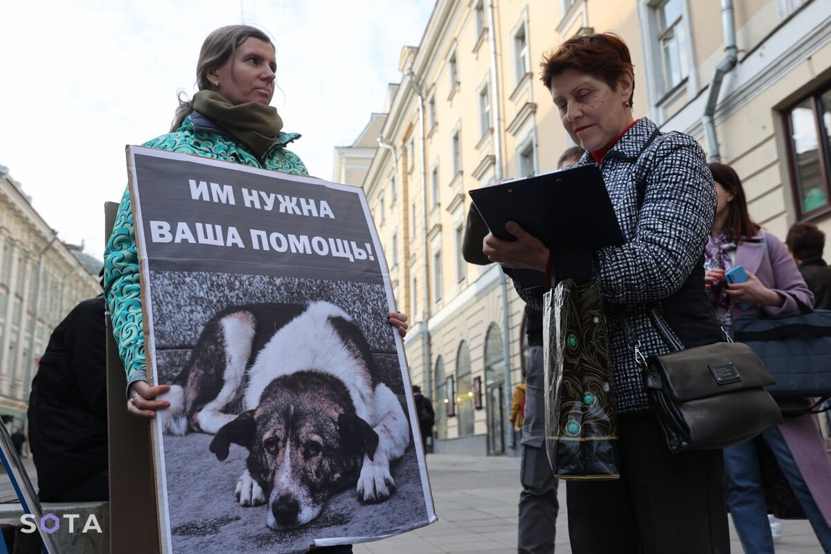 Против убийства бездомных животных | Веганство - норма жизни! | Дзен