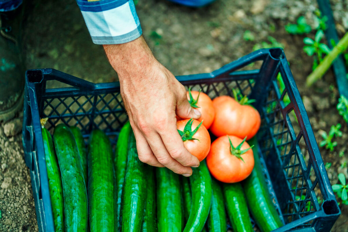 Овощи из нашей теплицы