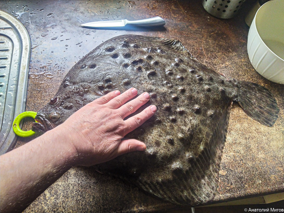 Калкан - черноморская камбала. Крупная плоская рыба, которая достигает веса 12 кг. В продаже можно встретить не так часто.-2