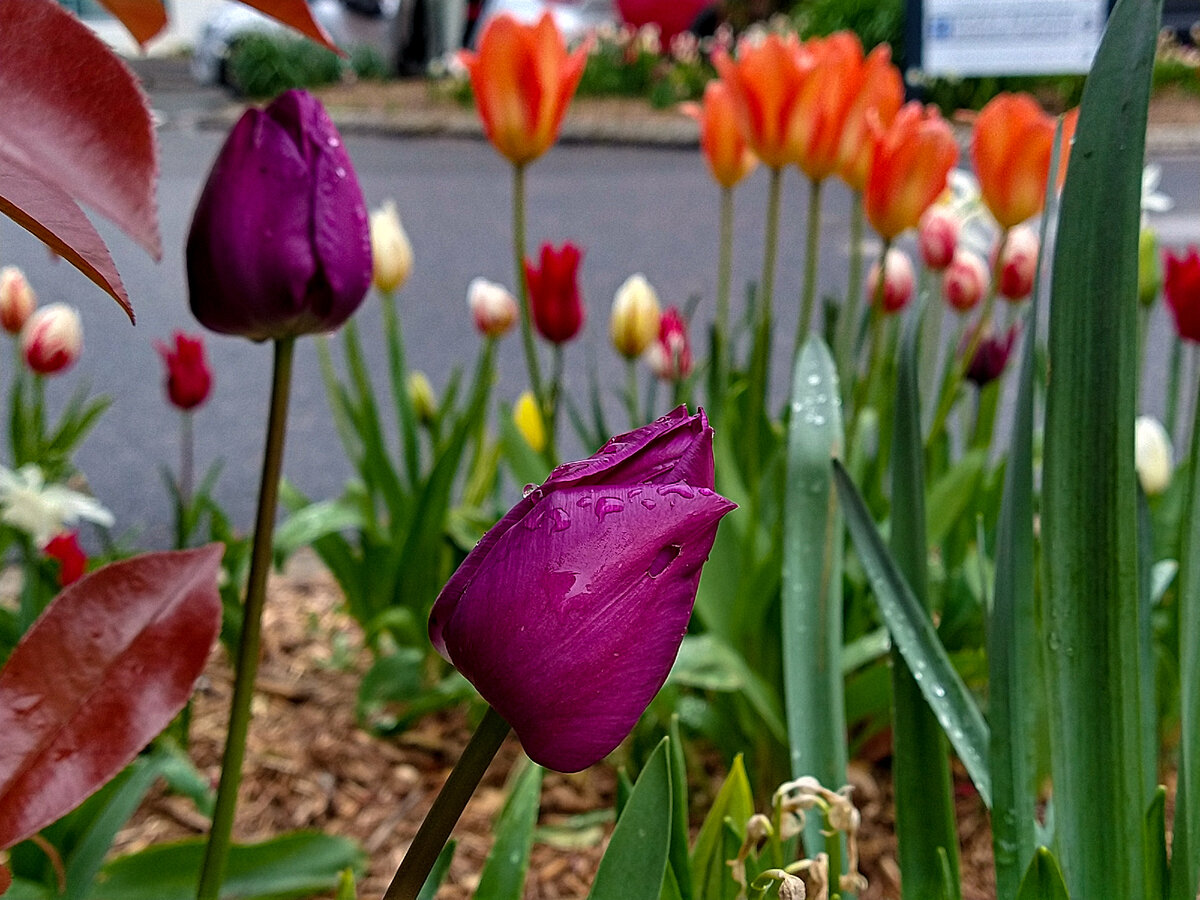 Клумба с тюльпанами