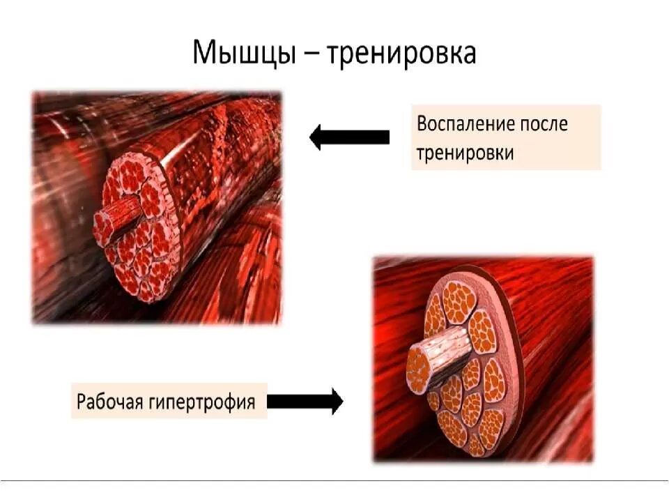 Рост мышц во время тренировок – физиология и принципы