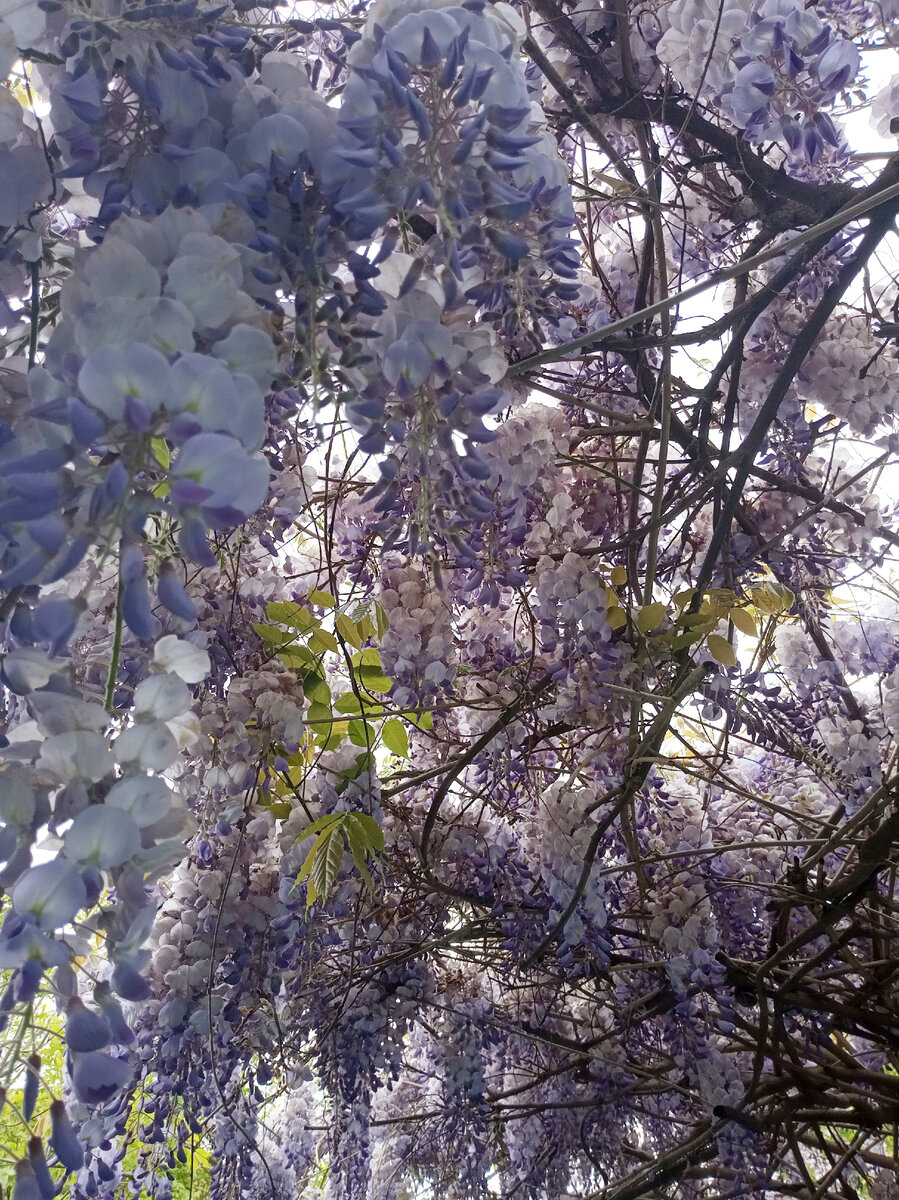 Фото автора. Красота!