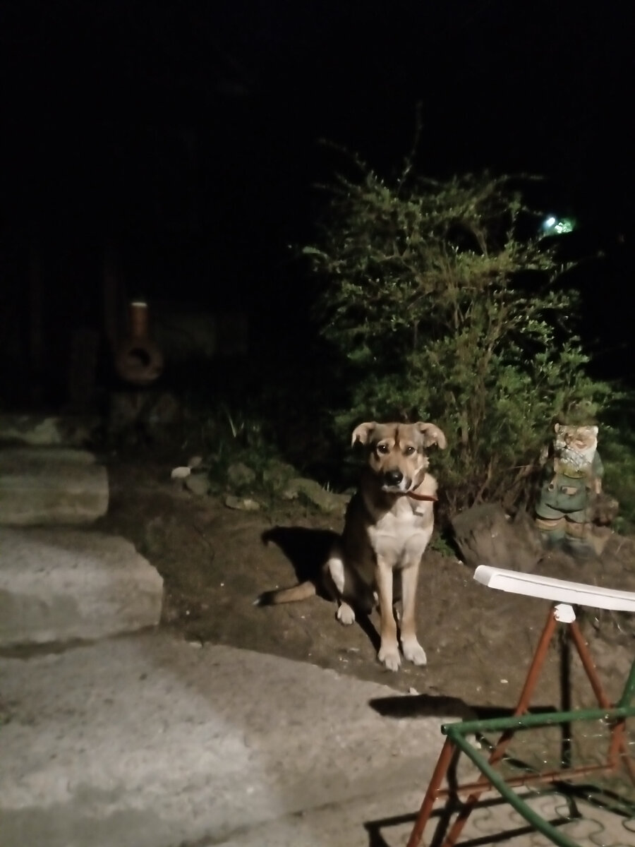 Сидим с Риччиком, едим пельмени.