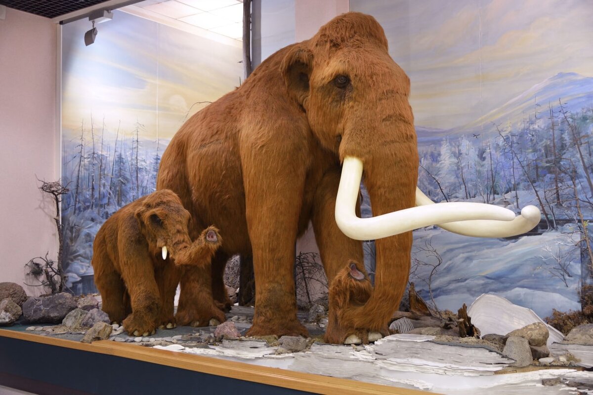 Муляжи самки и детёныша мамонта в ХКМ им. Н.И. Гродекова