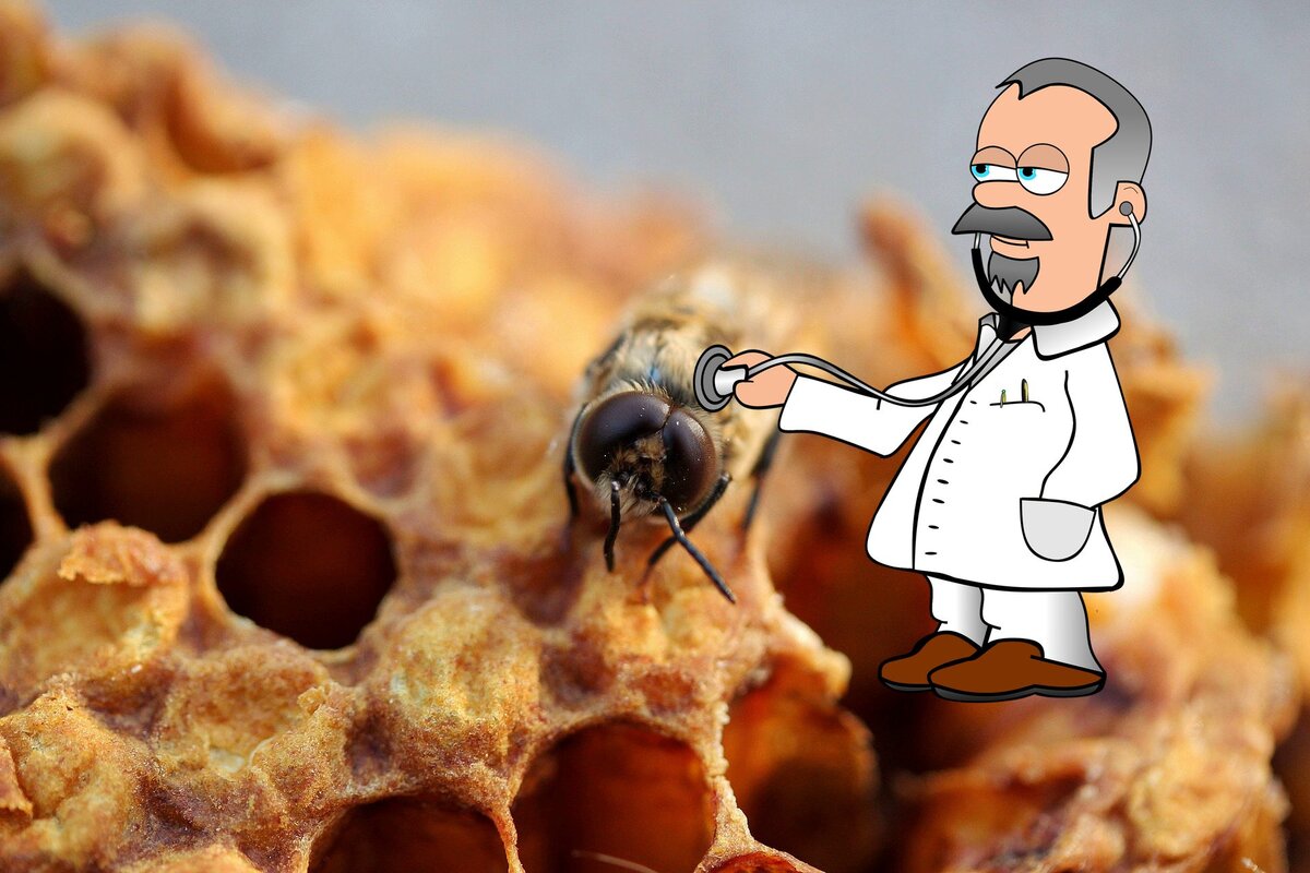 баночка с витаминами рисование. медоведение. трутневый и обычный расплод. медоведение. медоведение.