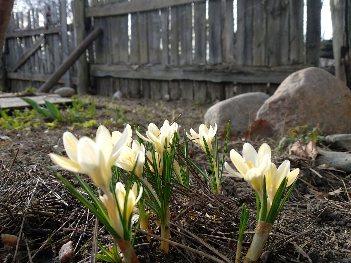 Крокусы.