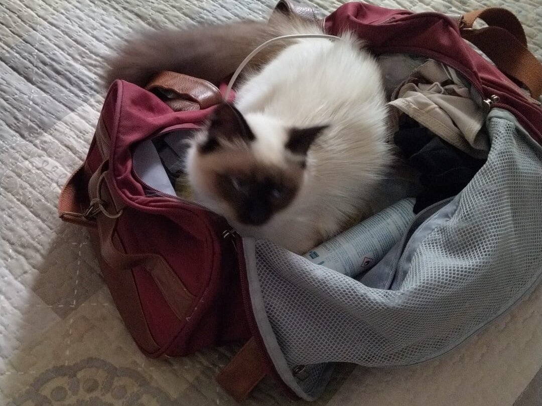 Ничего не подозревающая кошка утром наблюдала наши приготовления