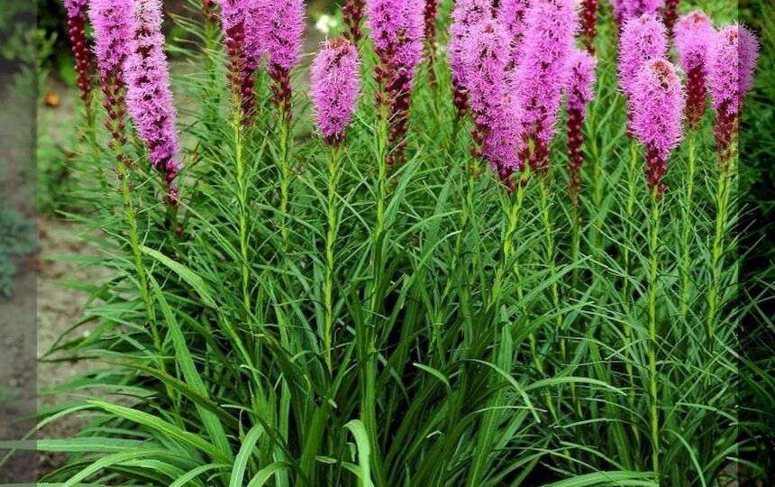 Цветочная неприхотливая классика: всем известные многолетние цветы способные преобразить любой участок