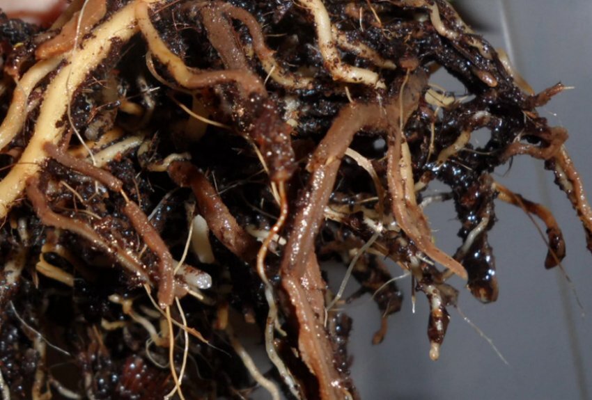 Гнилые корни. Фото с ресурса https://fermer.blog/media/res/1/4/8/0/6/1/148061.q1dfu0.850.jpg