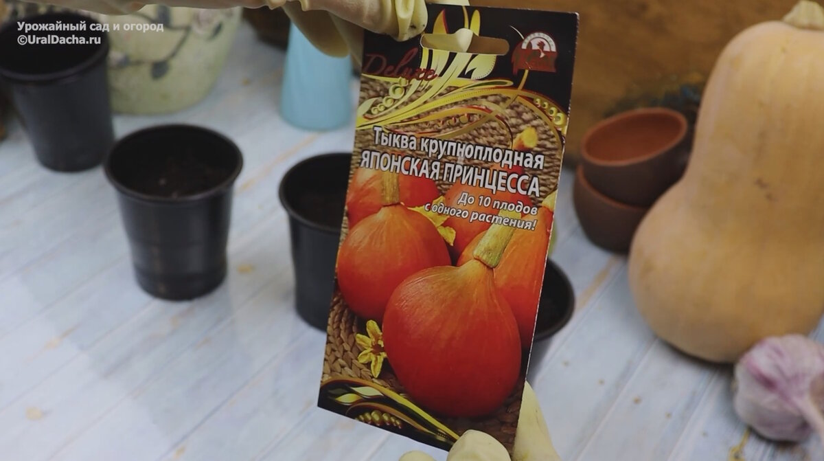 Японская ПРИНЦЕССА – урожайный сорт! Узнаем 3 ошибки, при выращивании тыквы
