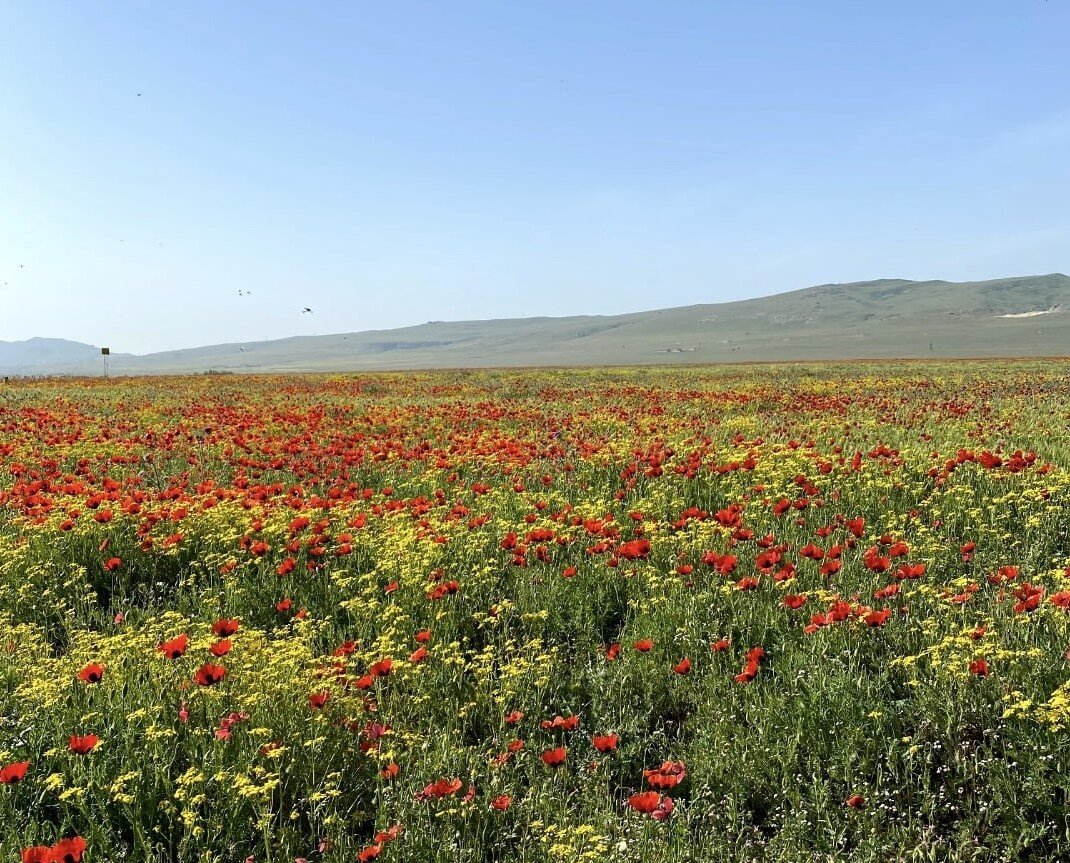 Хочу поделиться с вами красивым цветочным полем из Дагестана. 
