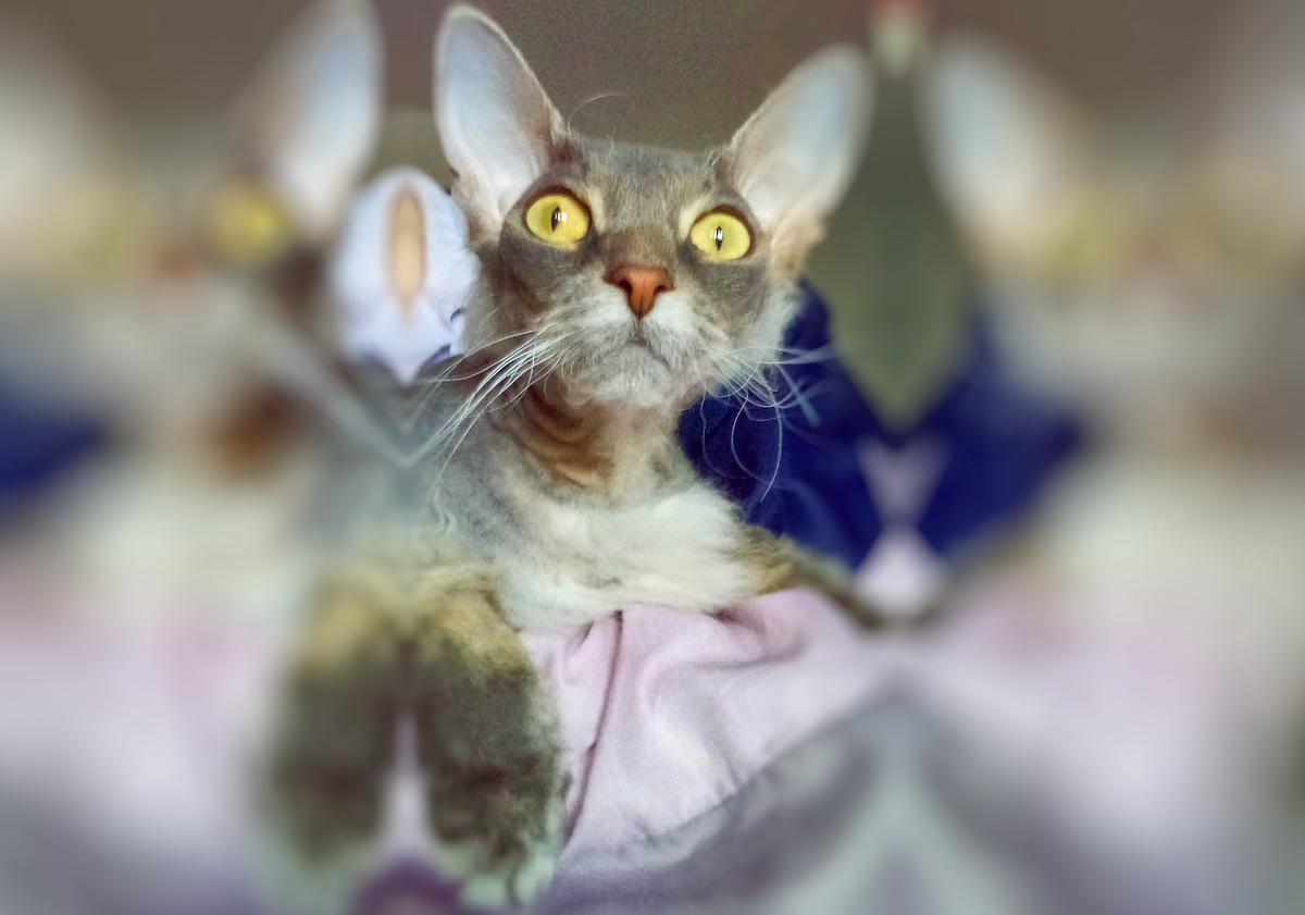 Что написано на лице котика