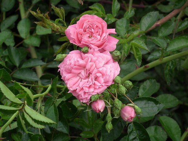 Роза «Дороти Перкинс» | Загородный дом и всё о нём | Дзен