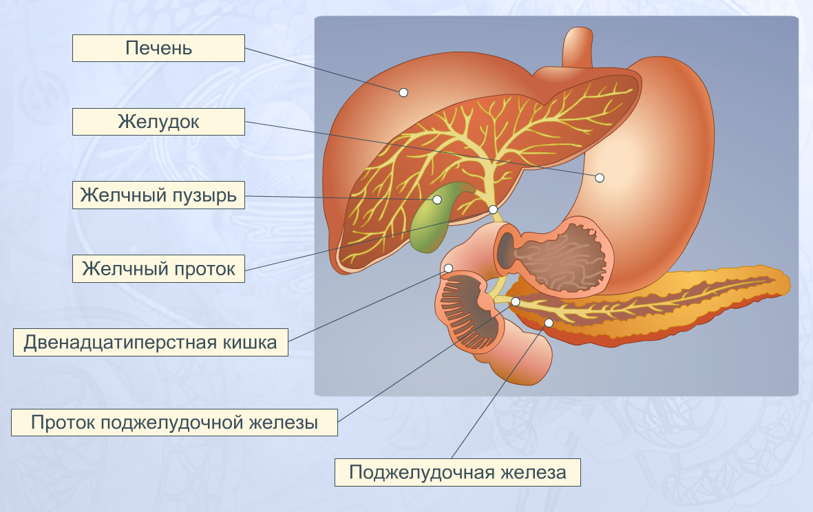 Установите соответствие печень поджелудочная