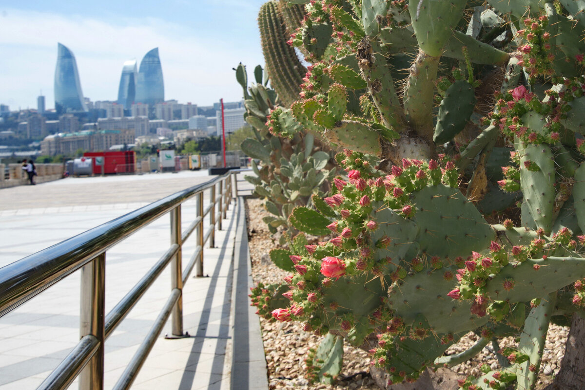 Бакинский бульвар