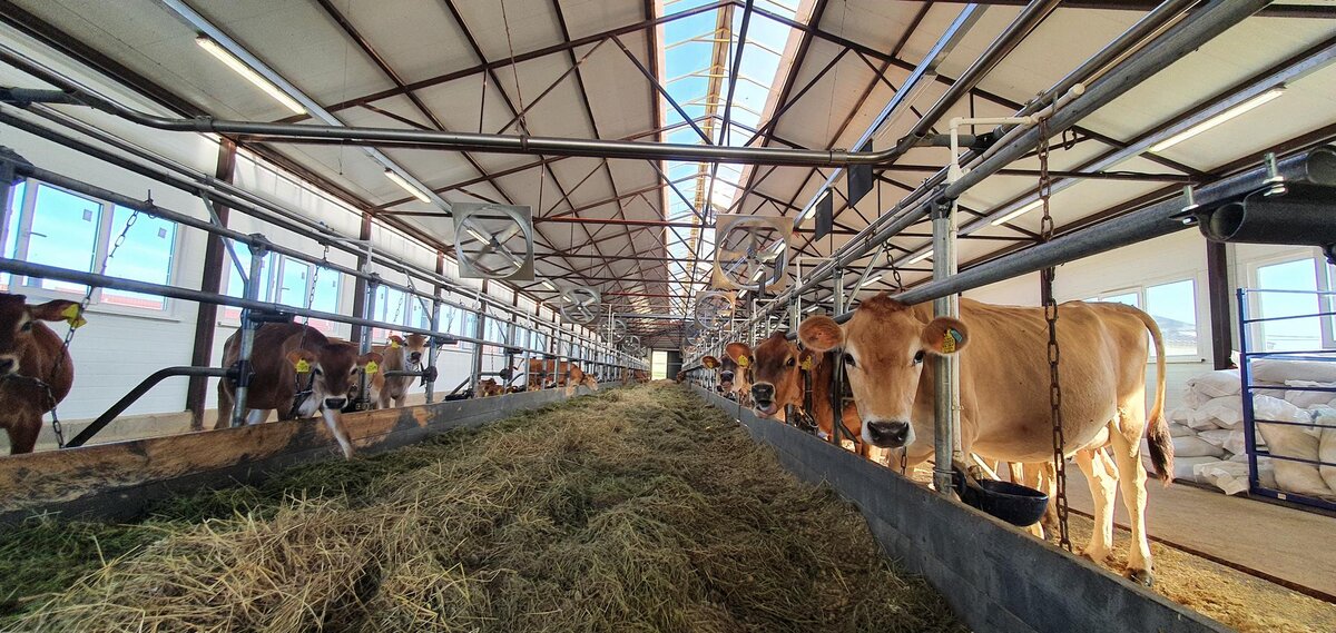 Разгонные вентиляторы ROTADO в коровнике