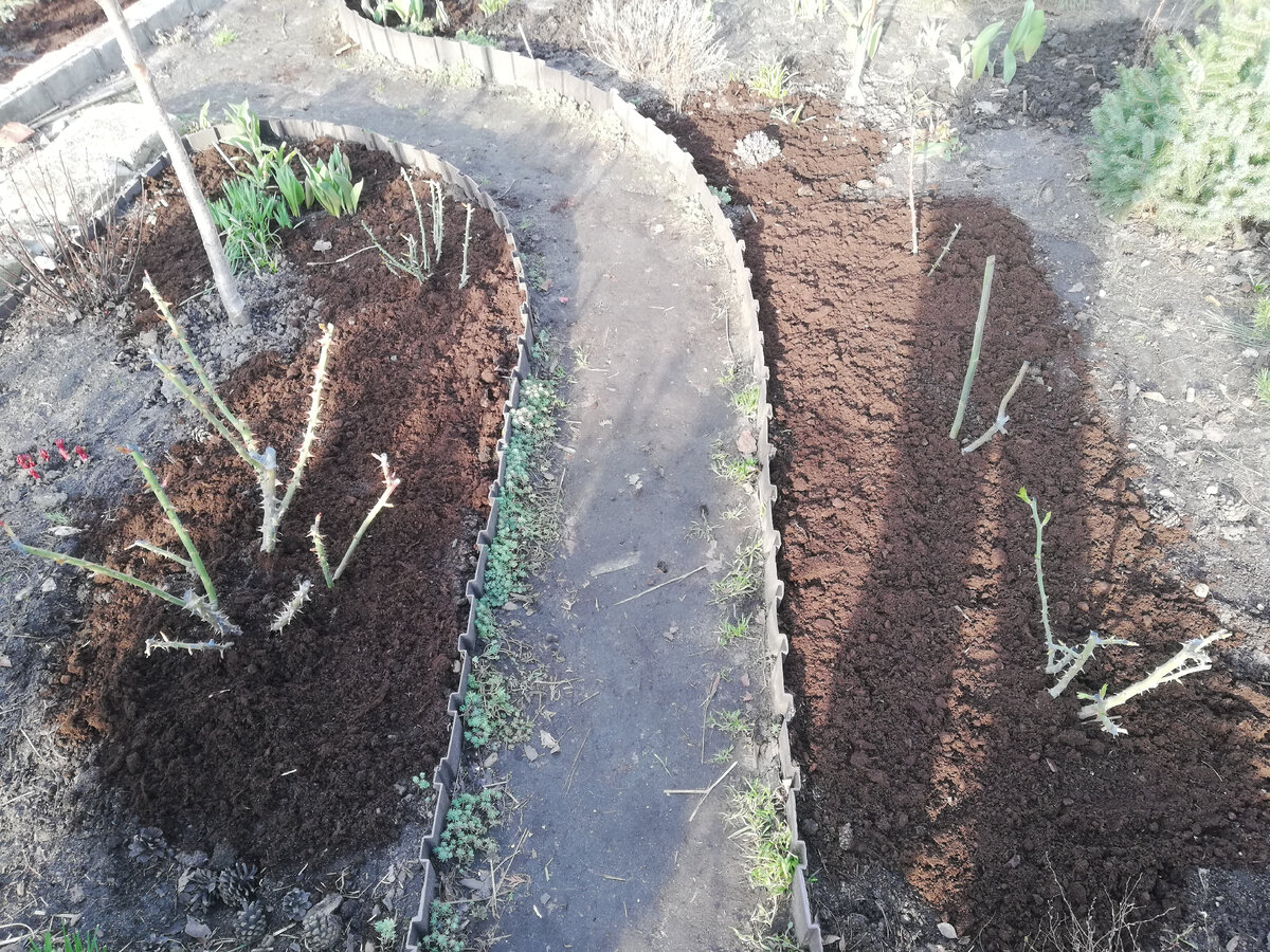 Розы в начале апреля - что там можно понять?