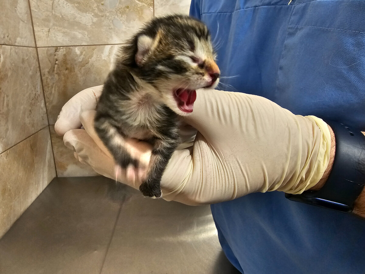 продаются кошки. кот с соской. кошачья тюрьма. кот несет коробку. коты на ковре.