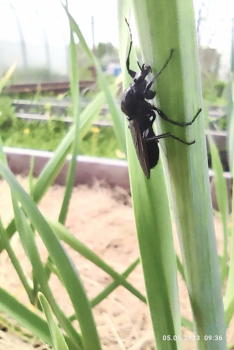 Вот бы сейчас мелофон, узнать чем им так мой чеснок полюбился ))