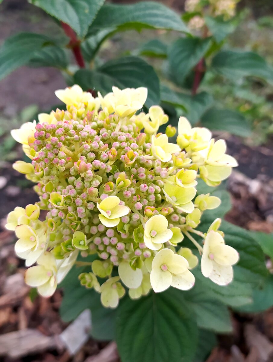 Первое робкое цветение в год посадки💚