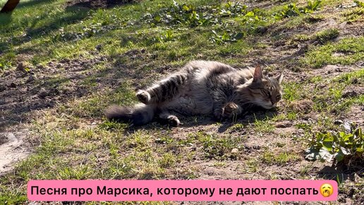 Котокараоке: Женщина, я не танцую😂 Про приставучих кур и Марсика, которому не дают спать😁