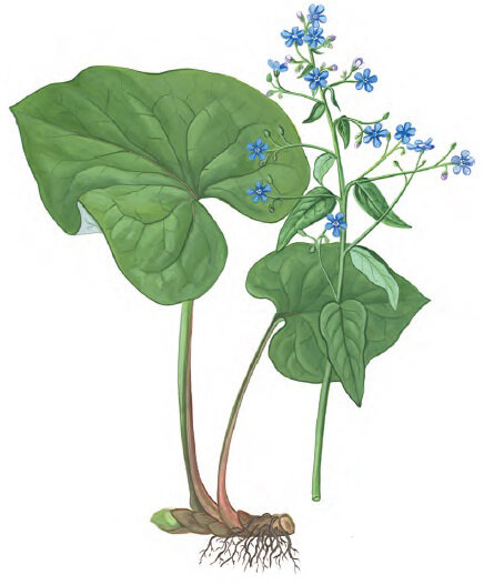 Бруннера сибирская. Ботаническое описание. 