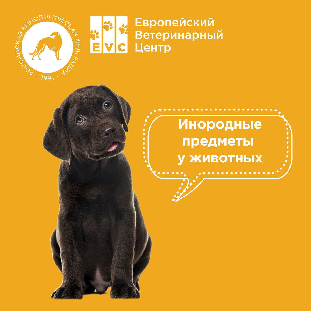 Все об инородных предметах  у животных 