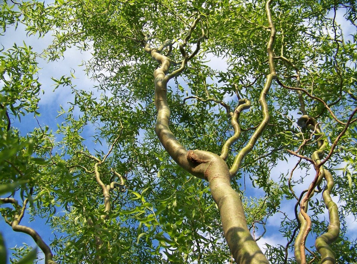 Выглядит это вот так, если смотреть на скелетную основу кроны. 