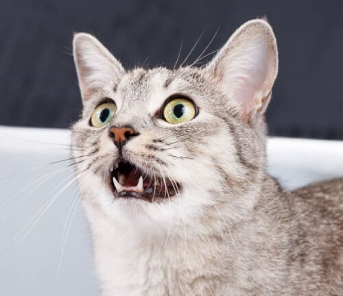 5 симптомов тонзиллита у кошек - как проявляется патология у питомца | Лапа  помощи | Дзен